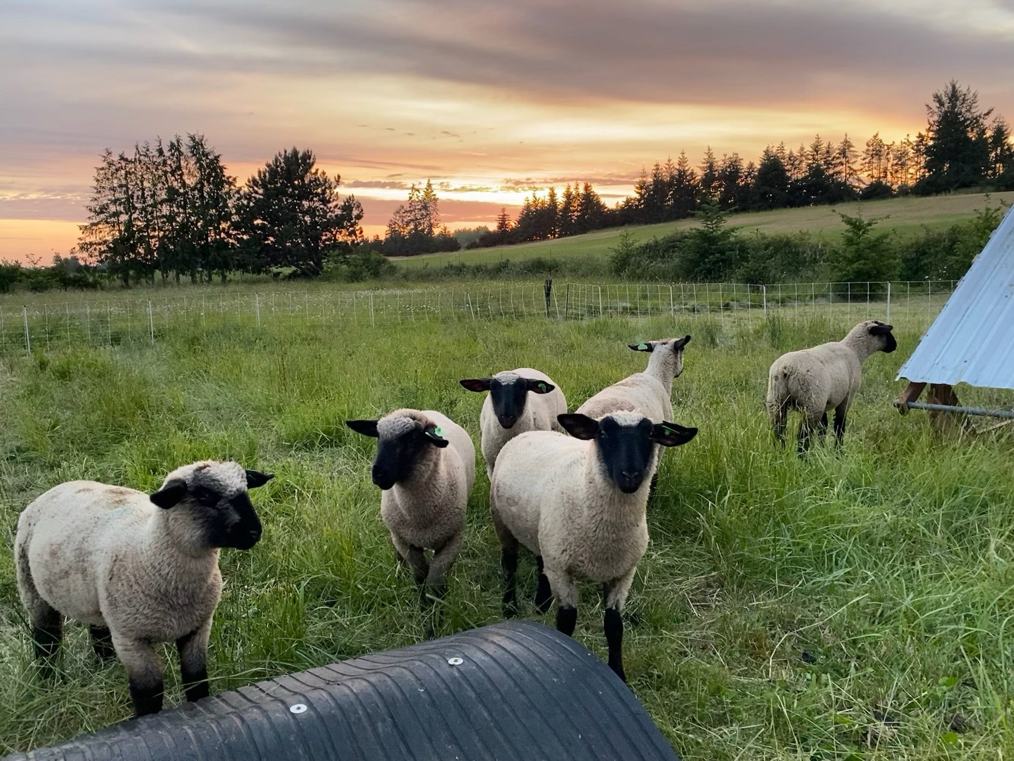 Farm Tour Fridays